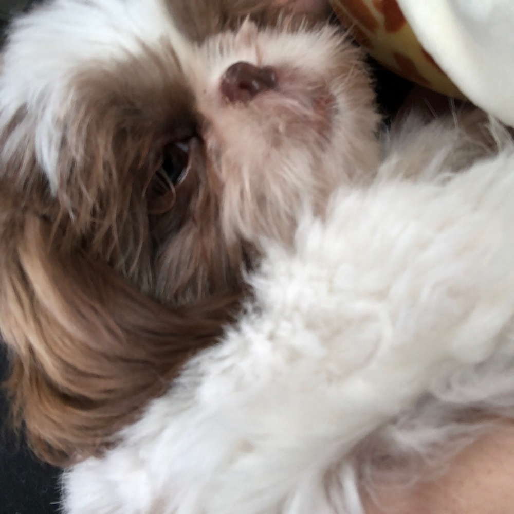 Meet your Posher, Lily
